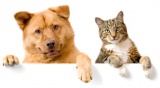 «Собаки и кошки в одной обложке»